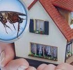 Termite Treatment Services in Abu Dhabi